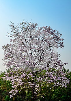 Nice Pink trumpet tree and flower on tree