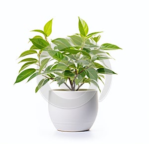 A nice plant in a pot on a white background