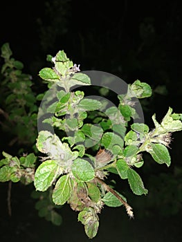 Nice plants with small purple flower, green leaves, sm