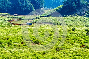 Nice plum plantation in Moc Chau plateau, Vietnam