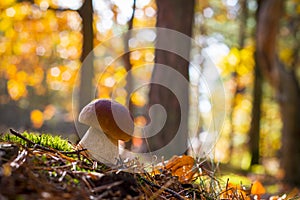 Nice porcini mushroom grows in wood