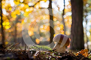 Nice porcini mushroom in sunny forest photo