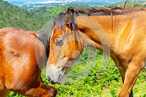 Nice portrait of a bay horse head and the rump of another