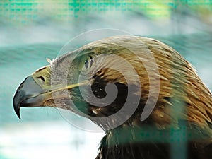 nice portrait golden eagle close up view