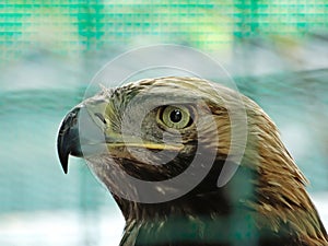 nice portrait golden eagle close up view