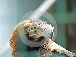 nice portrait golden eagle close up view