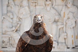 Nice portrait golden eagle on the white background