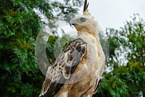 Nice Portrait of Golden Falcon