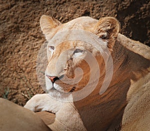 Nice portrait of a lioness