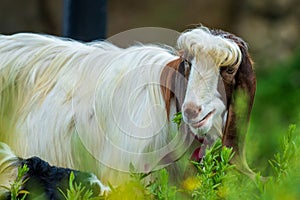 A nice portrait of a nice goat