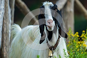 A nice portrait of a nice goat