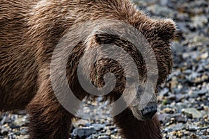 Nice porträt of a grizzly bear