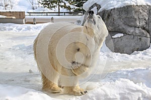 A nice pose of Polar bear on snow covered ground in Japan.