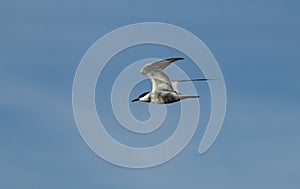 Nice position of wings in tern in flight