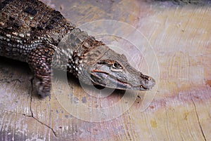 Nice predator crocodile sitting on rock reptile