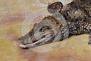 Nice predator crocodile sitting on rock reptile