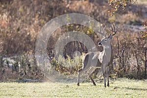 Nice Profile of mature whitetail Buck photo