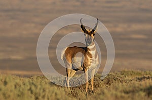 Alert Pronghorn Antelope Buck