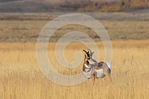 Nice Pronghorn Antelope Buck in Rut