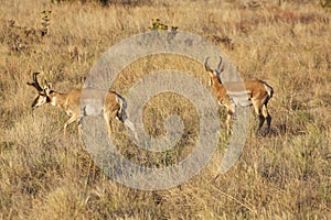 Nice Pronghorn Bucks