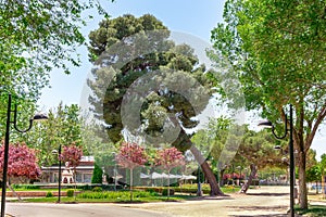 Nice public park with a crooked Pinus eldarica photo