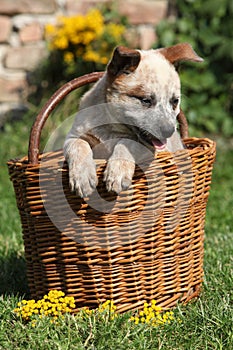 Nice puppy of Australian Cattle Dog in brown basket