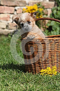 Nice puppy of Australian Cattle Dog in brown basket