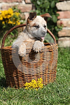 Nice puppy of Australian Cattle Dog in brown basket