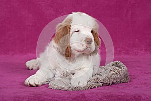 Nice puppy posing on pink background