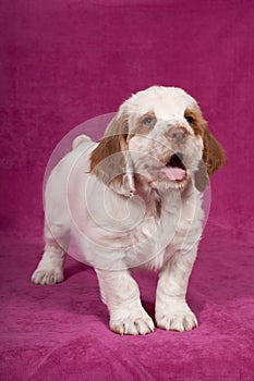 Nice puppy posing on pink background