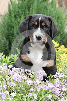 Nice puppy sitting in flowers