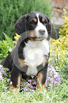 Nice puppy sitting in flowers