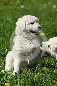 Nice puppy of Slovakian chuvach in the grass