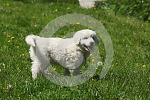 Pěkné štěně slovenského čuvače stojící v trávě