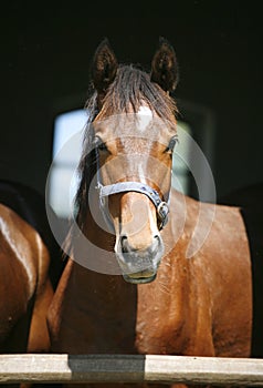 Nice purebred horse watching in his stable