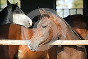 Nice purebred horse watching in his stable