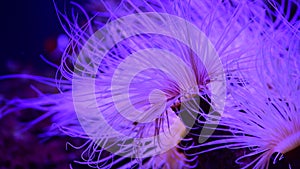 Nice purple color sea anemones ocean life nature ecology aquarium hobby