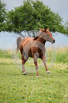 Nice Quarter horse stallion running on pasturage