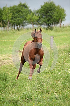 Nice Quarter horse stallion running on pasturage