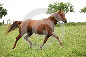 Nice Quarter horse stallion running on pasturage