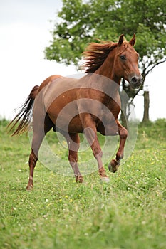 Nice Quarter horse stallion running on pasturage