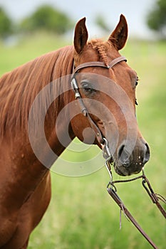 Nice Quarter horse stallion with western bridle