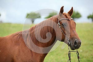 Nice Quarter horse stallion with western bridle