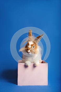 A nice rabbit sitting in a pink present box with blue background