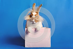 A nice rabbit sitting in a pink present box with blue background.