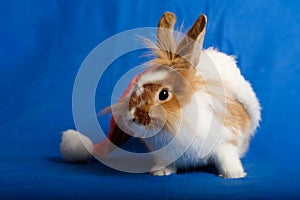 A nice rabbit sitting in Santa hat on blue background.