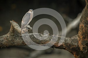 Nice raptor indian Sikra from Sundarbans