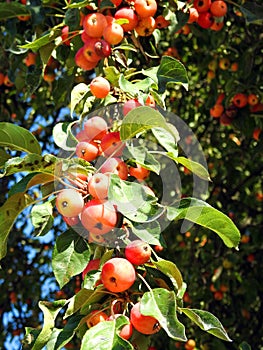 Beautiful red apples on apple tree, Lithuania