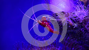 Nice red blood sea shrimp Lysmata debelius on anemona 4k video