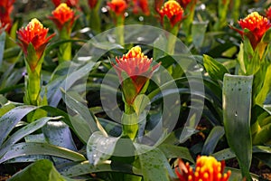 Nice red bromeliad flower